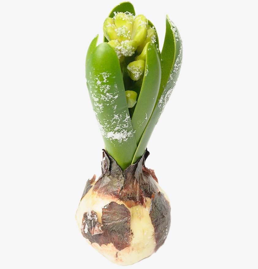 Hyacint Med Snö från Mr Plant i vinterinspirerad design