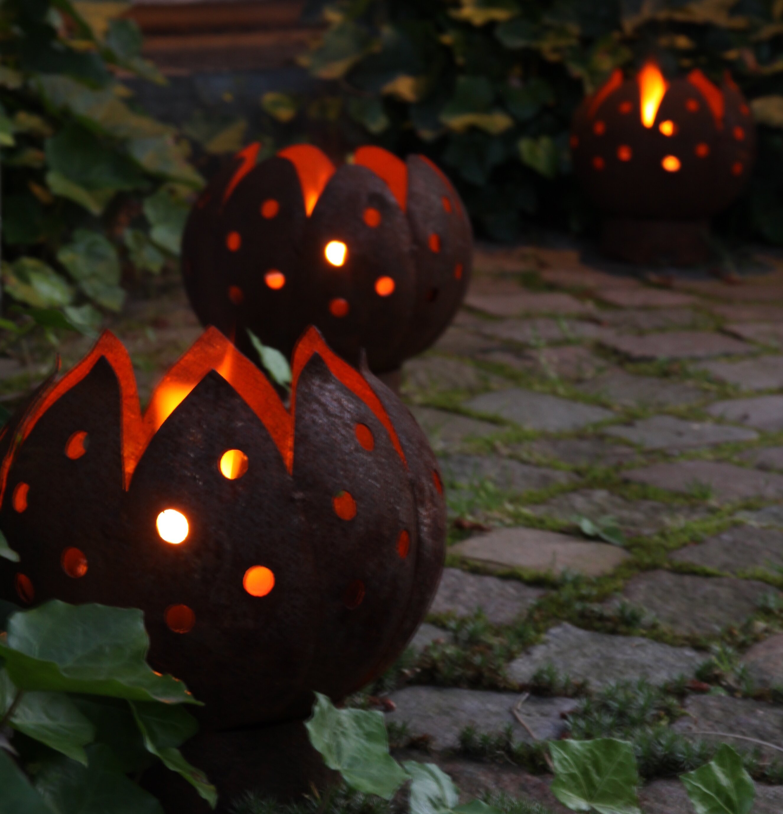 Marschall Tulpan Rost från Eldgarden i trädgårdsmiljö