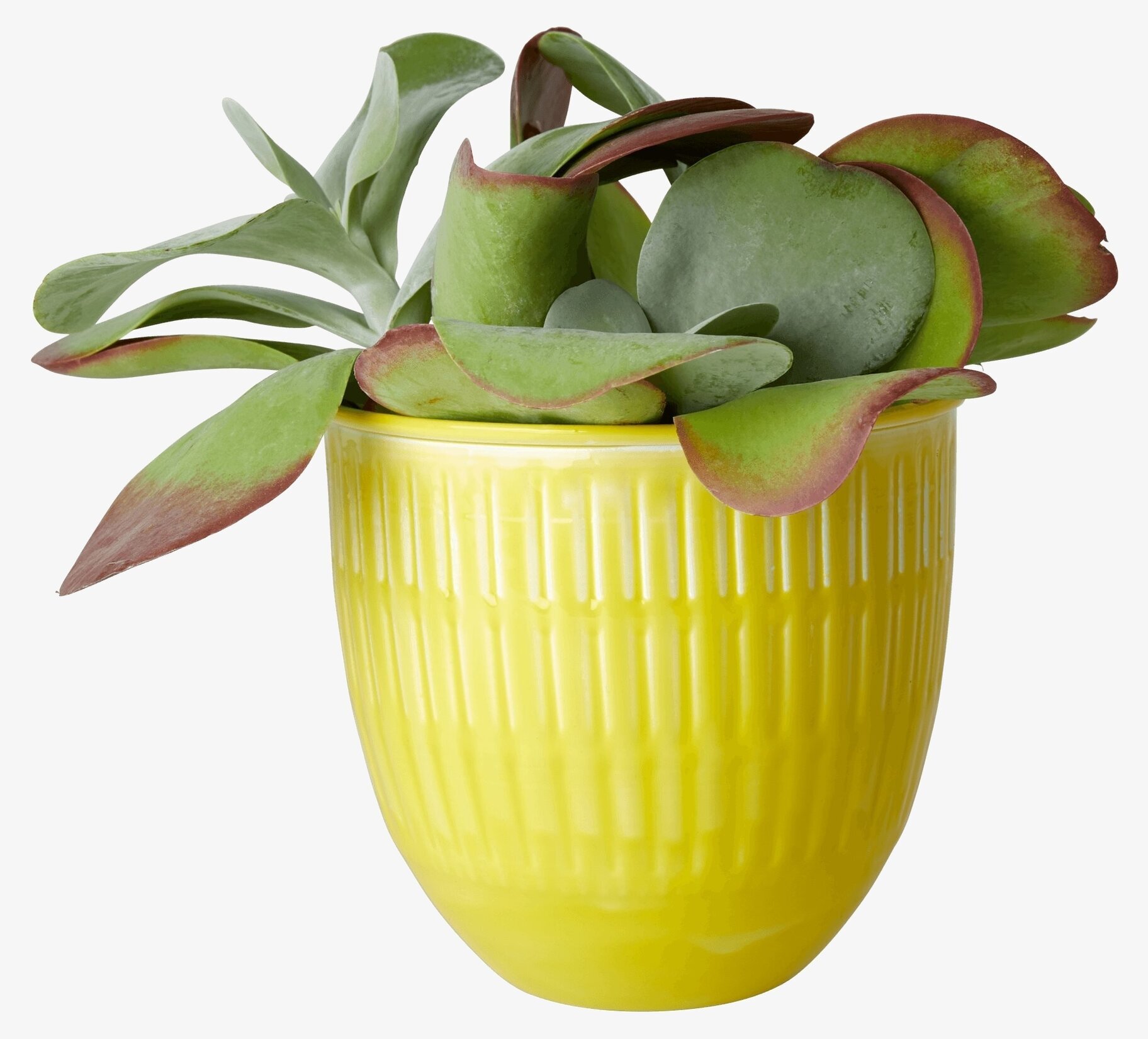 Blomkruka Yellow Large från Rice med växter mot vit bakgrund