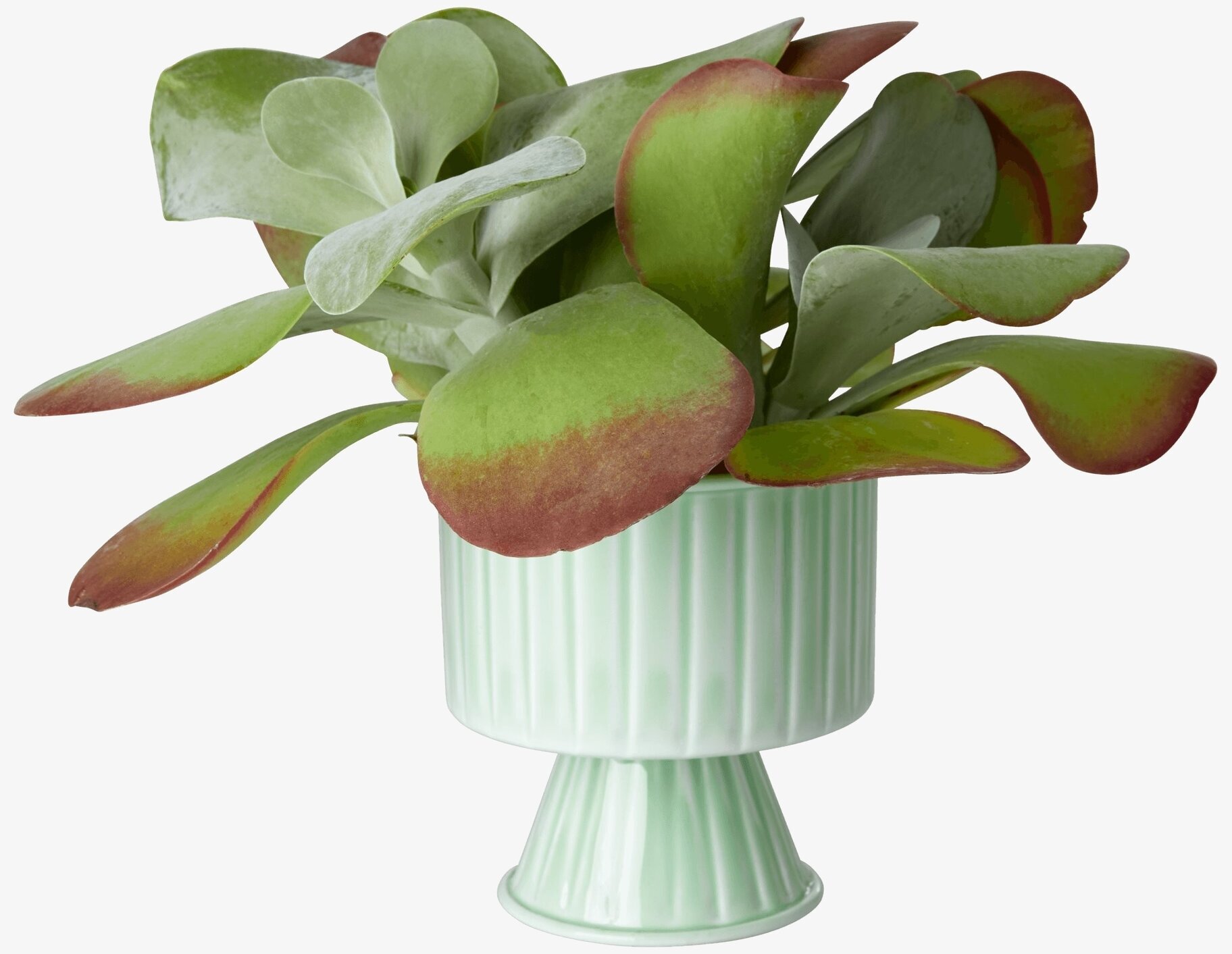 Blomkruka Sage Green Medium från Rice med grön växt