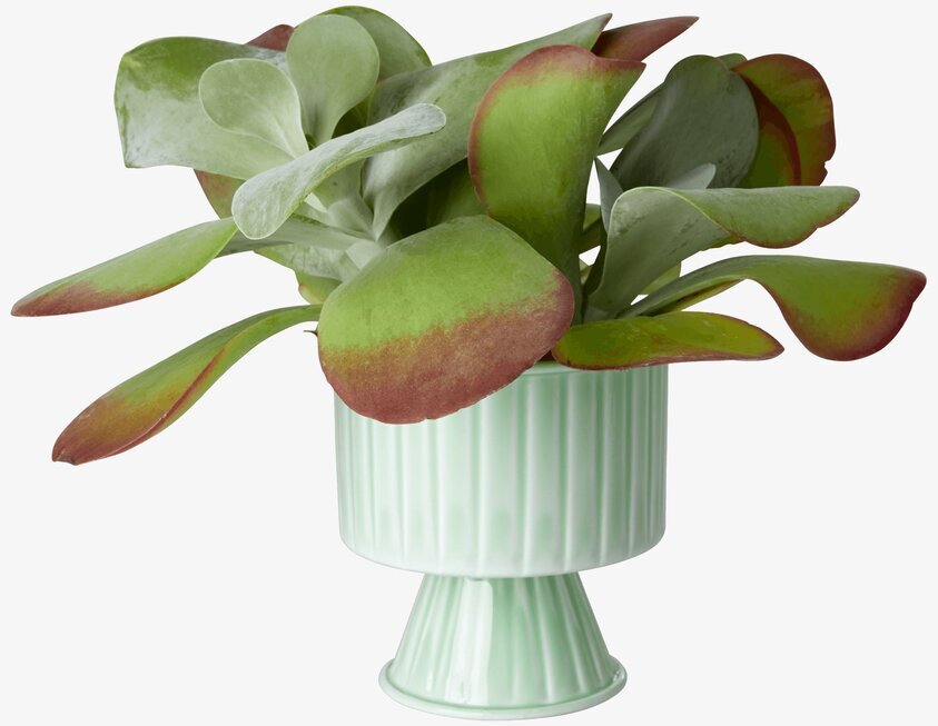 Blomkruka Sage Green Medium från Rice med grön växt