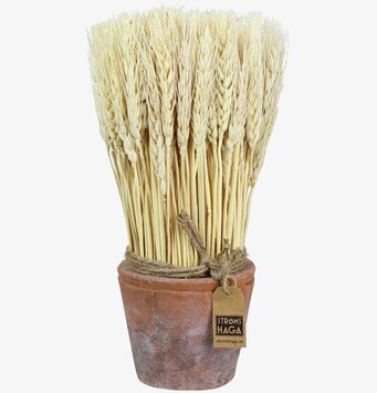 Sädesslag i Kruka Vete Mellan från varumärket Strömshaga