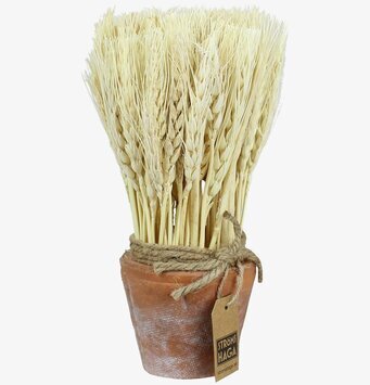 Sädesslag i Kruka Vete Liten från Strömshaga i rustik stil