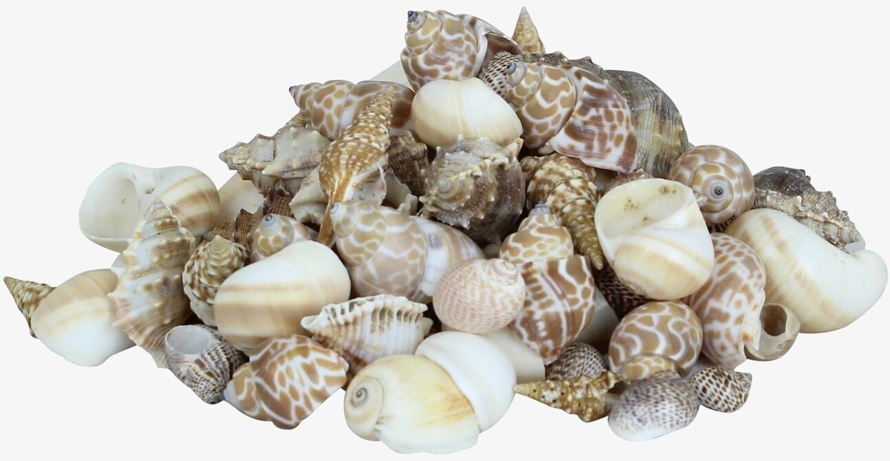 Snäckor i Glasburk Stor från Strömshaga, naturdekor i glas