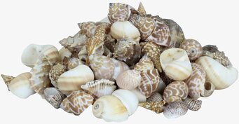 Snäckor i Glasburk Stor från Strömshaga, naturdekor i glas