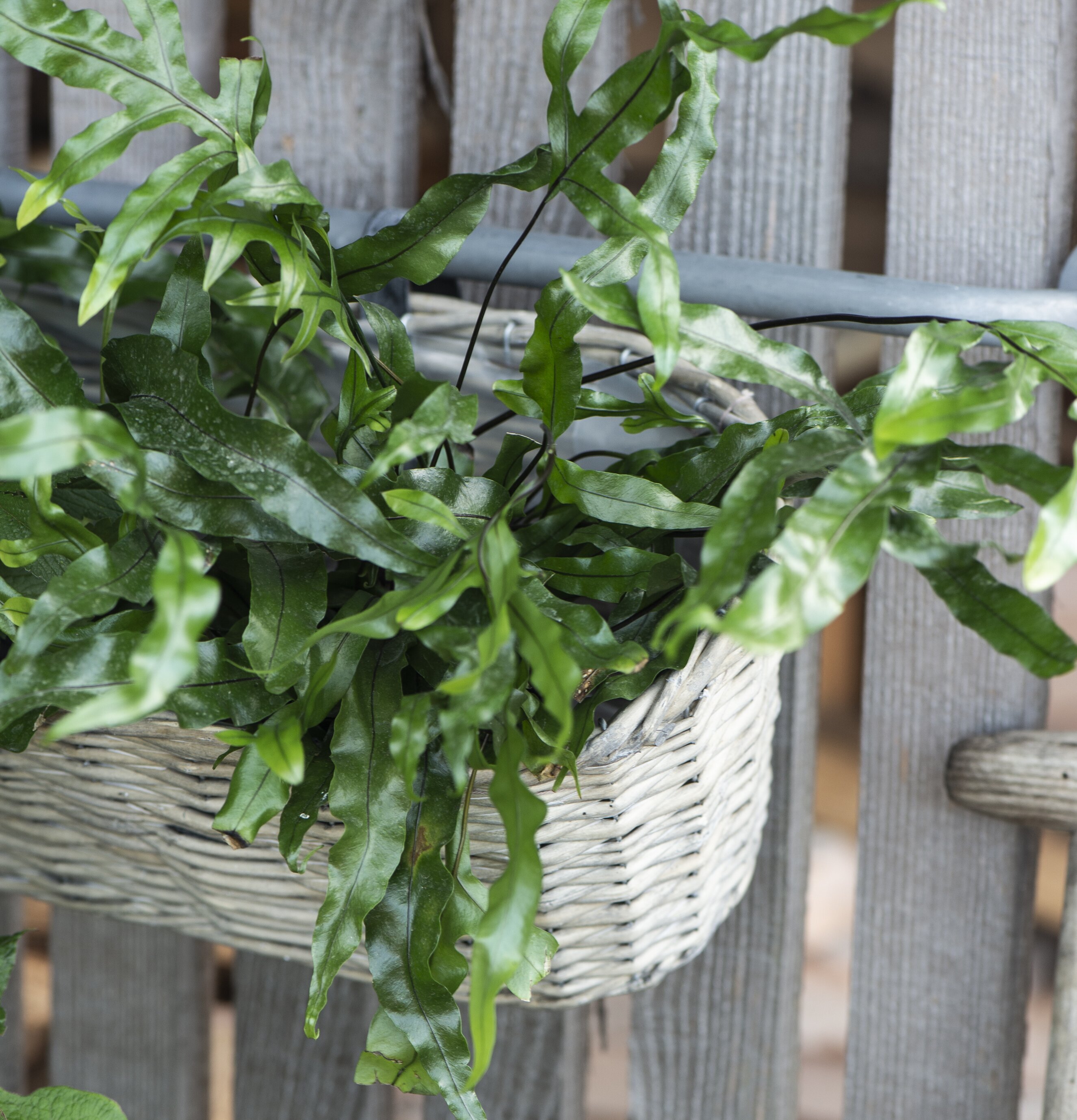 Blomlåda Pil Med Upphäng från IB Laursen fylld med växter