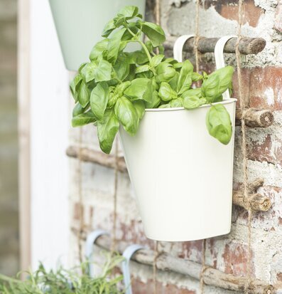 Väggkruka Creme från IB Laursen fylld med grön basilika