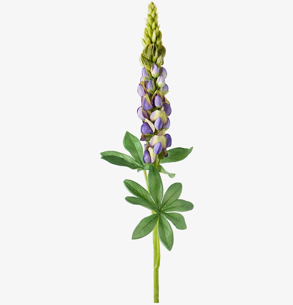 Lupin 80 Cm - 3-pack från Mr Plant i detaljrik design