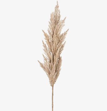 Pampasgräs 120 Cm - 3-pack från Mr Plant i beige nyans