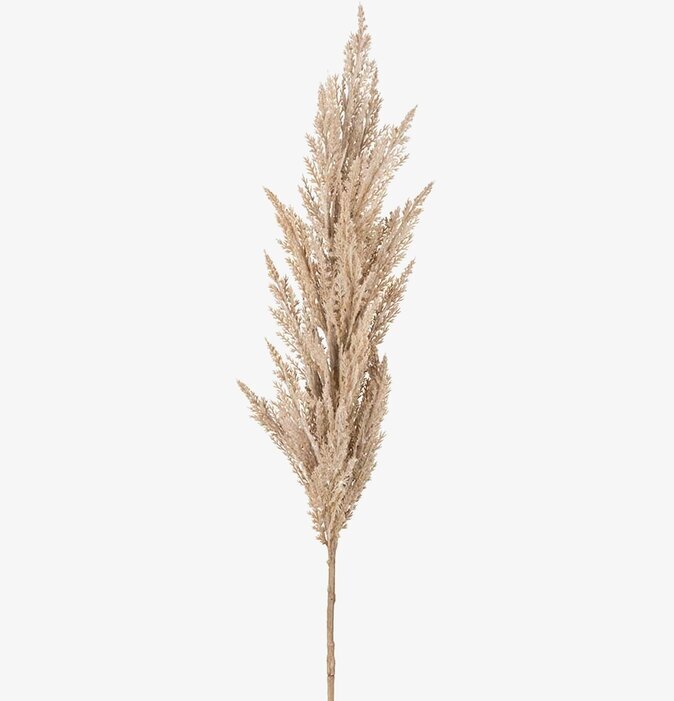 Pampasgräs 120 Cm - 3-pack från Mr Plant i beige nyans