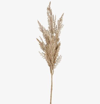 Pampasgräs 80 Cm - 3-pack från Mr Plant i beige ton