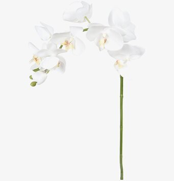 Phalaenopsis Vit 75 cm - 3-pack från Mr Plant i närbild