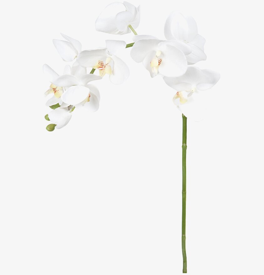 Phalaenopsis Vit 75 cm - 3-pack från Mr Plant i närbild
