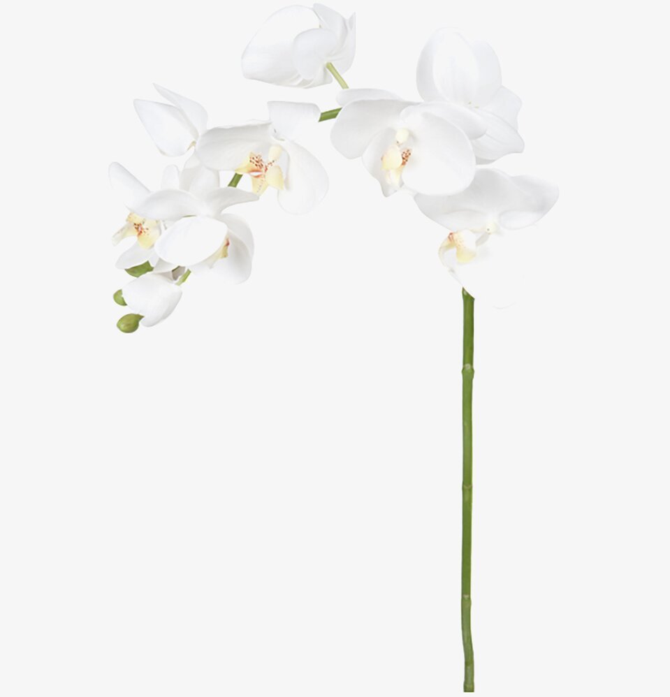 Phalaenopsis Vit 75 cm - 3-pack från Mr Plant i närbild