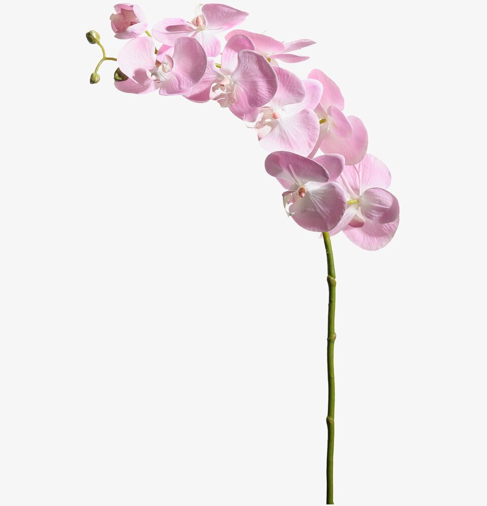Phalaenopsis Rosa 75 cm - 3-pack från Mr Plant i rosa nyans