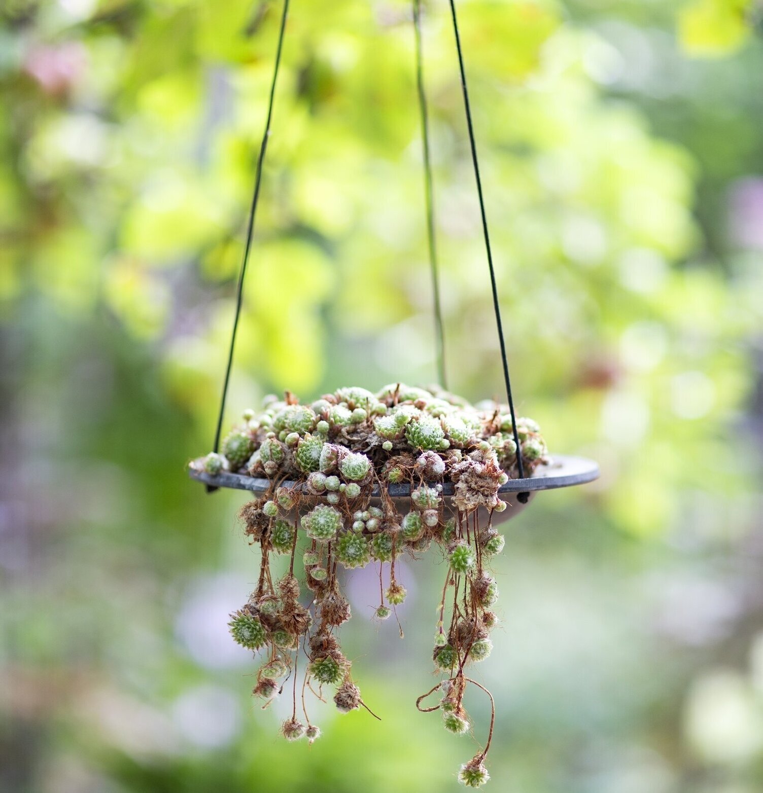 Fågelbad Gråsparv Stor från Eldgarden i grönskande trädgård