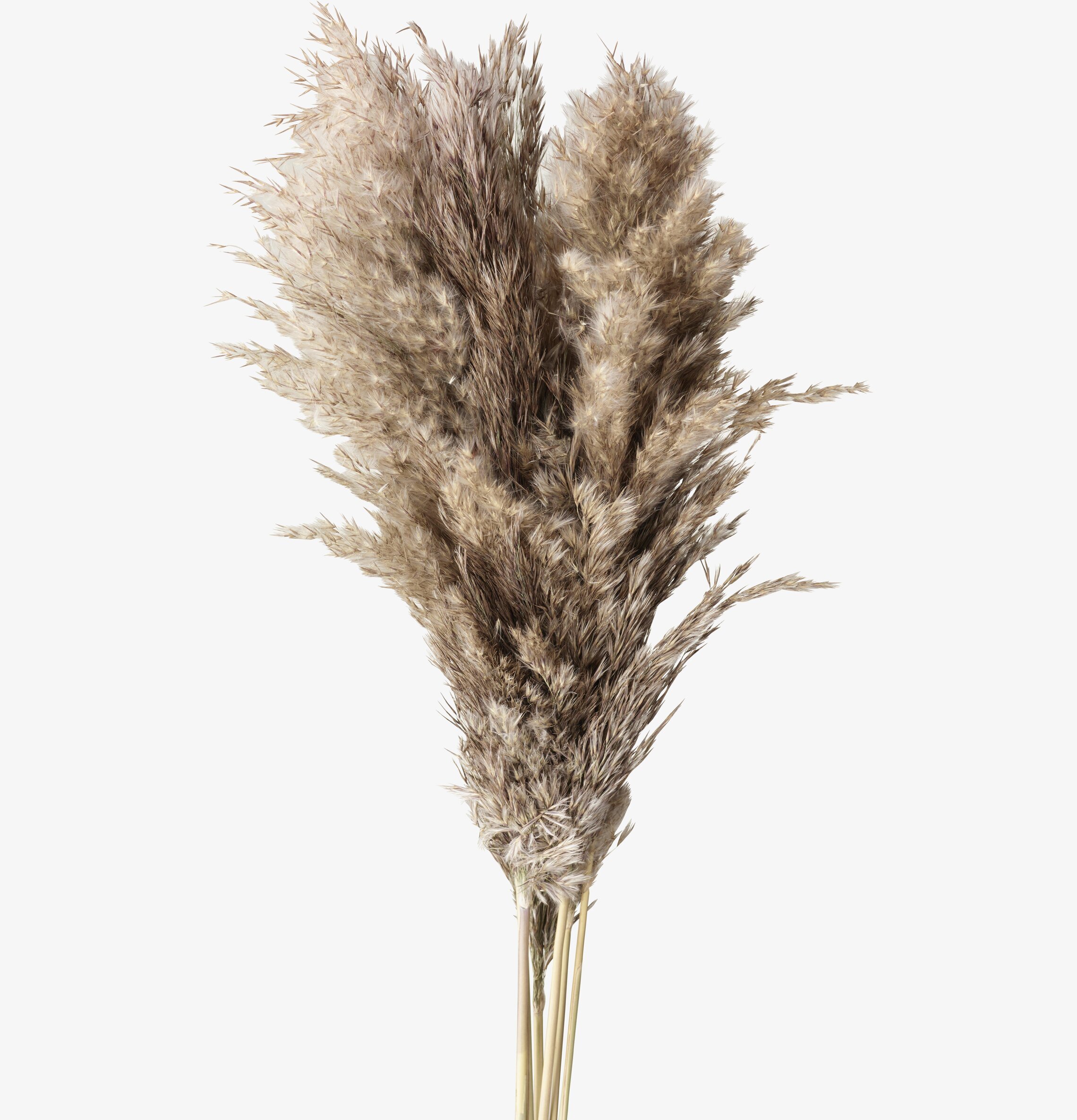 Pampas Natur S - 6-pack från Wikholm Form mot vit bakgrund