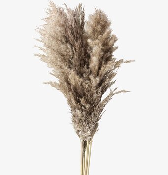 Pampas Natur S - 6-pack från Wikholm Form mot vit bakgrund