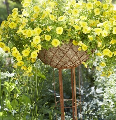 Roya Plant Piedistal Rost från Wikholm Form i en trädgård