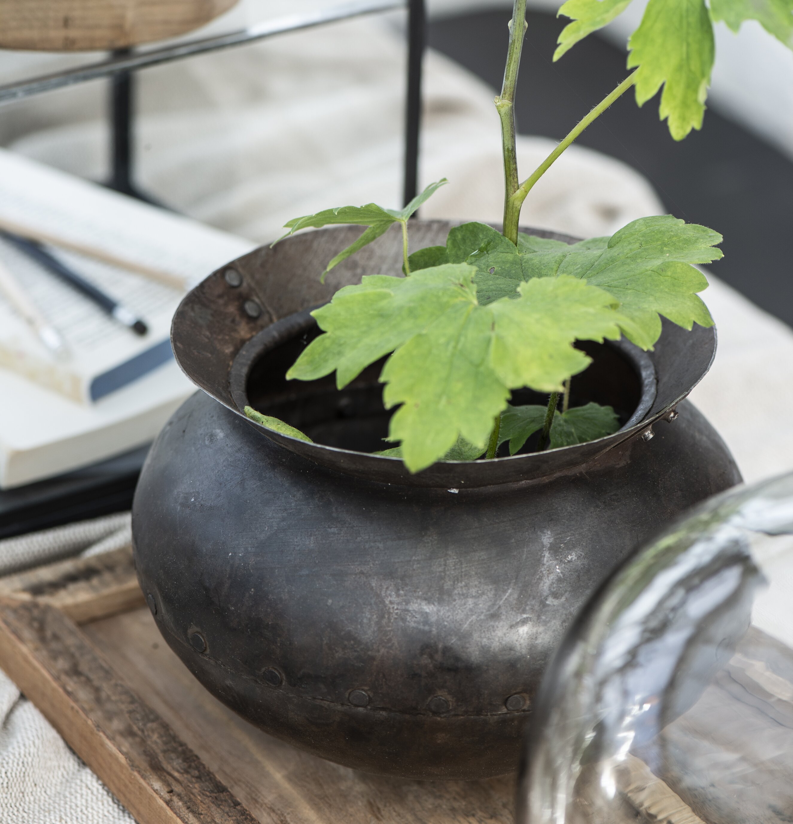Järnkruka Unika från IB Laursen med frodig grön växt