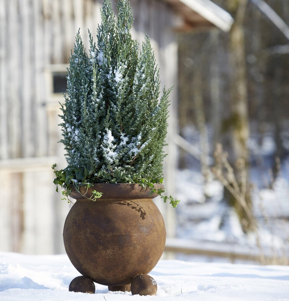 Anya Kruka Rost från Wikholm Form på snötäckt underlag