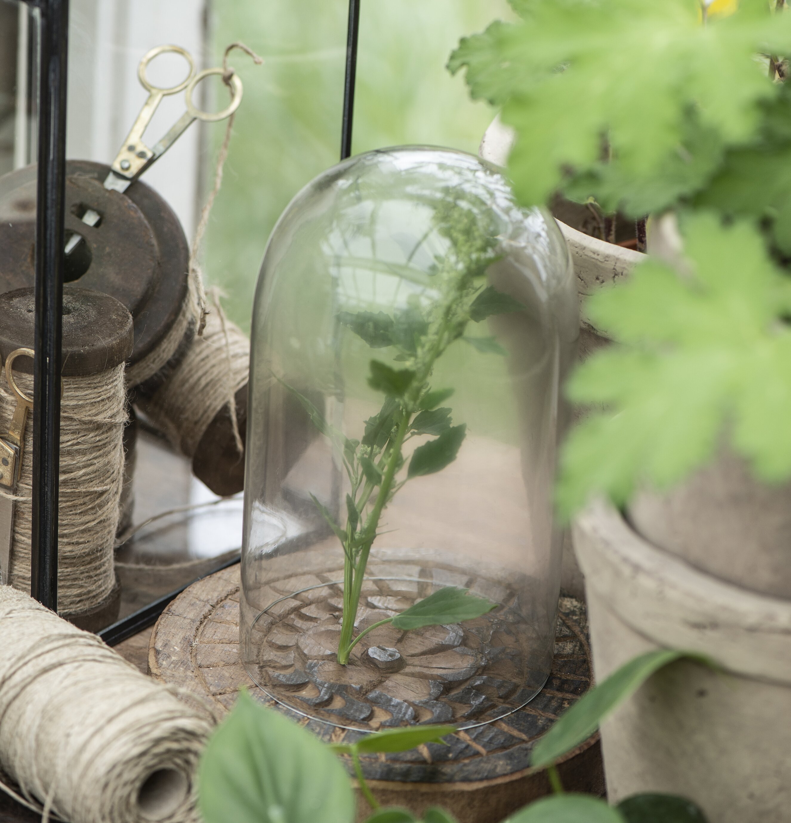 Glasklocka Stor från IB Laursen på rustikt träbord med växt