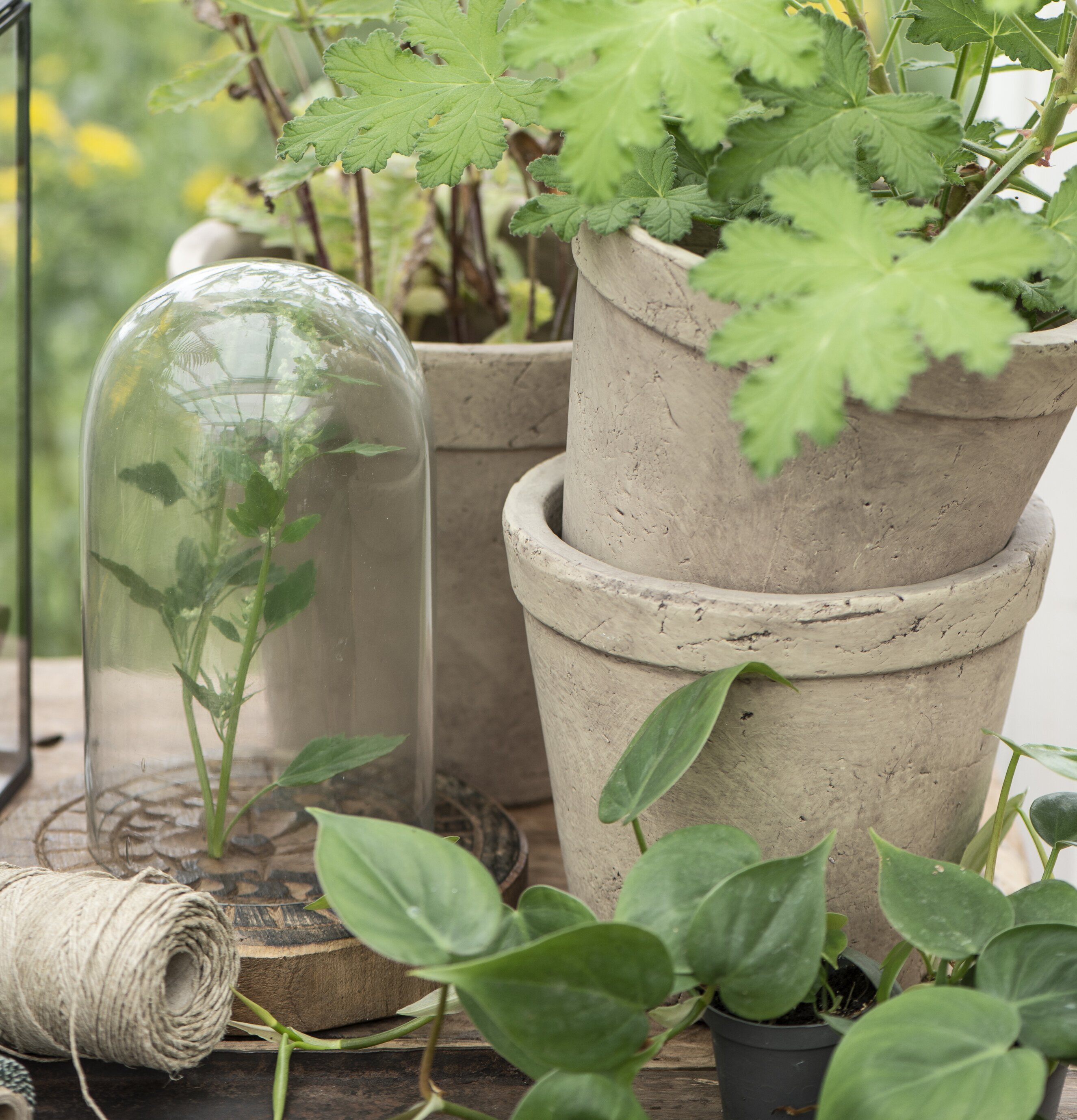 IB Laursens Glasklocka Stor skyddar växt i grön omgivning