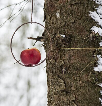Fågelmatare från IB Laursen på snötäckt trädstam med äpple