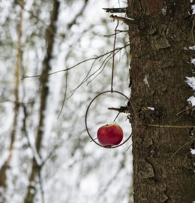 Fågelmatare från IB Laursen i vintrig skog med rött äpple