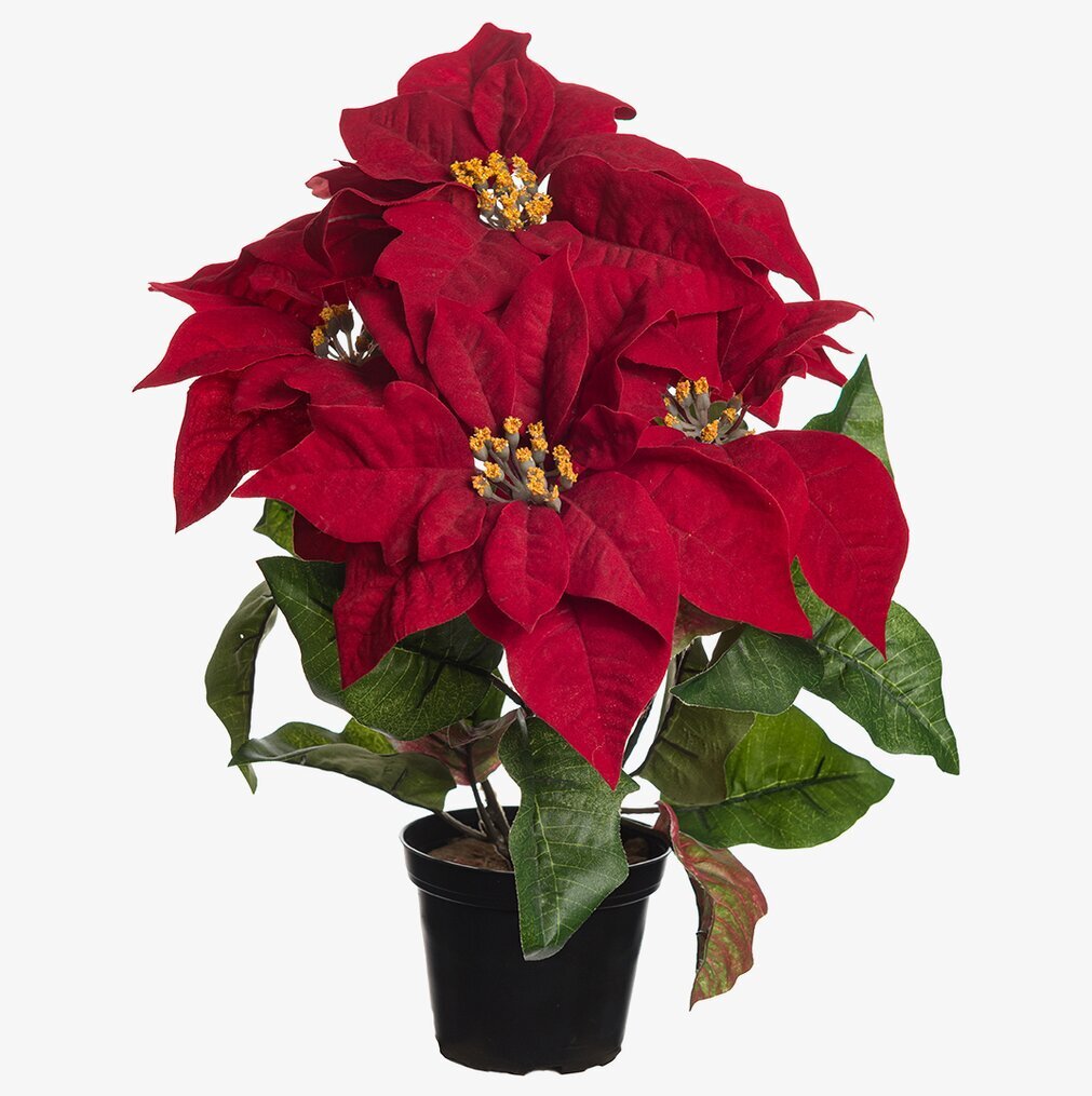 Julstjärna Röd 38 Cm från Mr Plant, realistisk konstväxt