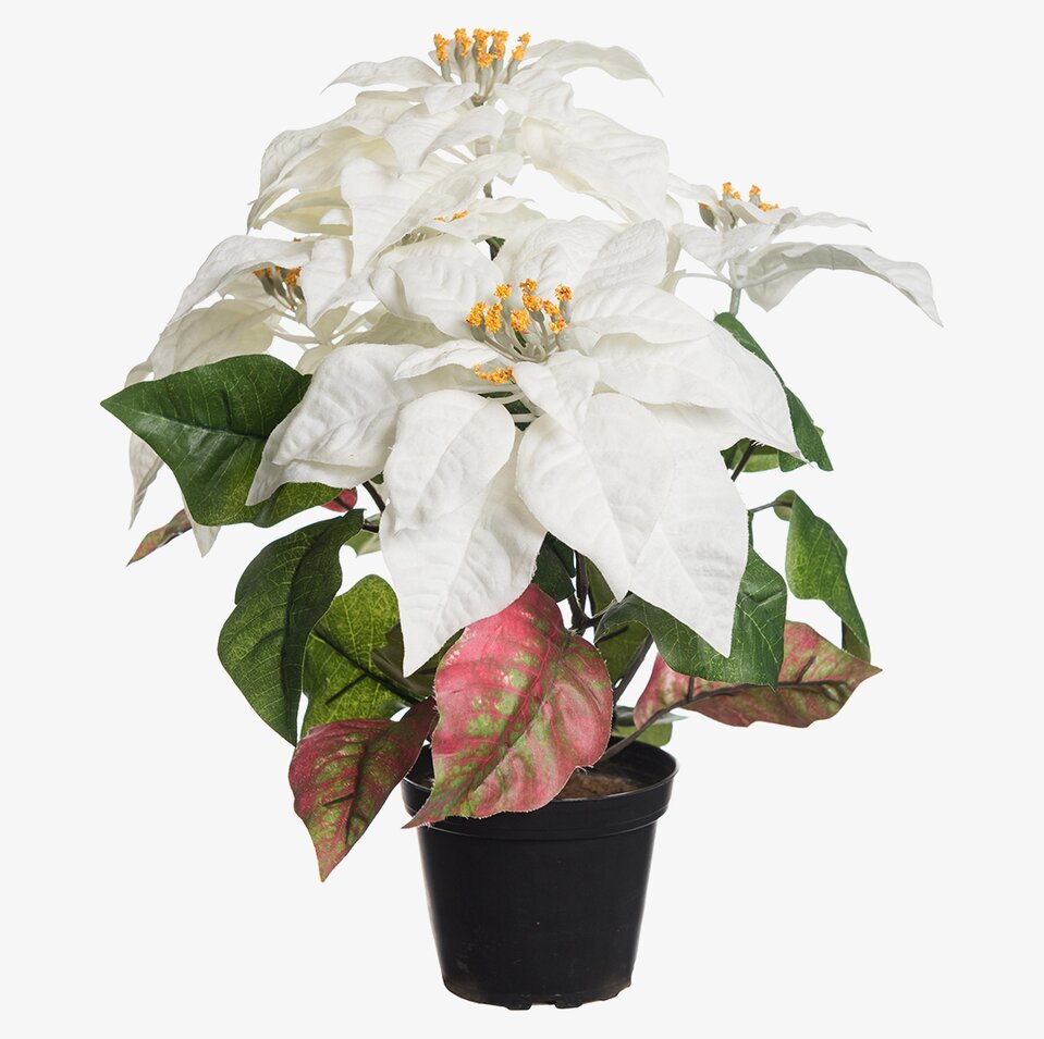 Julstjärna Vit 38 Cm från Mr Plant, vit blomma i kruka