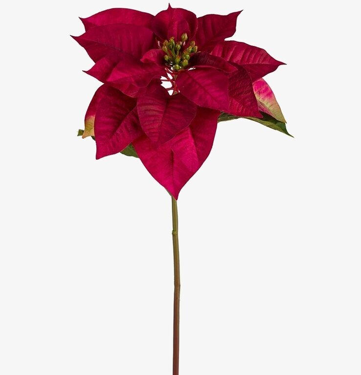 Julstjärna Röd 70 cm från Mr Plant, naturtrogen och elegant