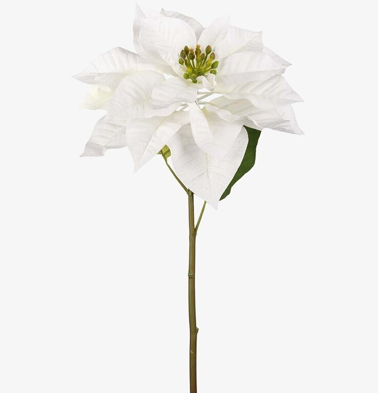 Julstjärna Vit 70 cm från Mr Plant mot vit bakgrund