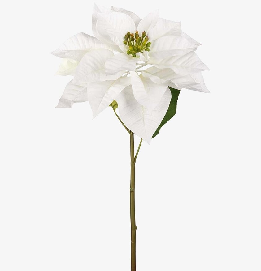 Julstjärna Vit 70 cm från Mr Plant mot vit bakgrund