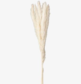 Pampas S OffWhite - 3-Pack, totalt 18 strån från Wikholm Form