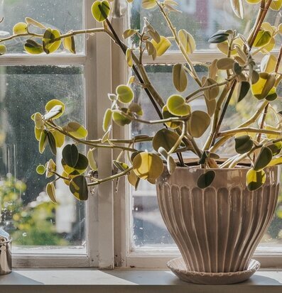 Kruka Beige 25 cm Inkl Fat från Strömshaga på fönsterbräda