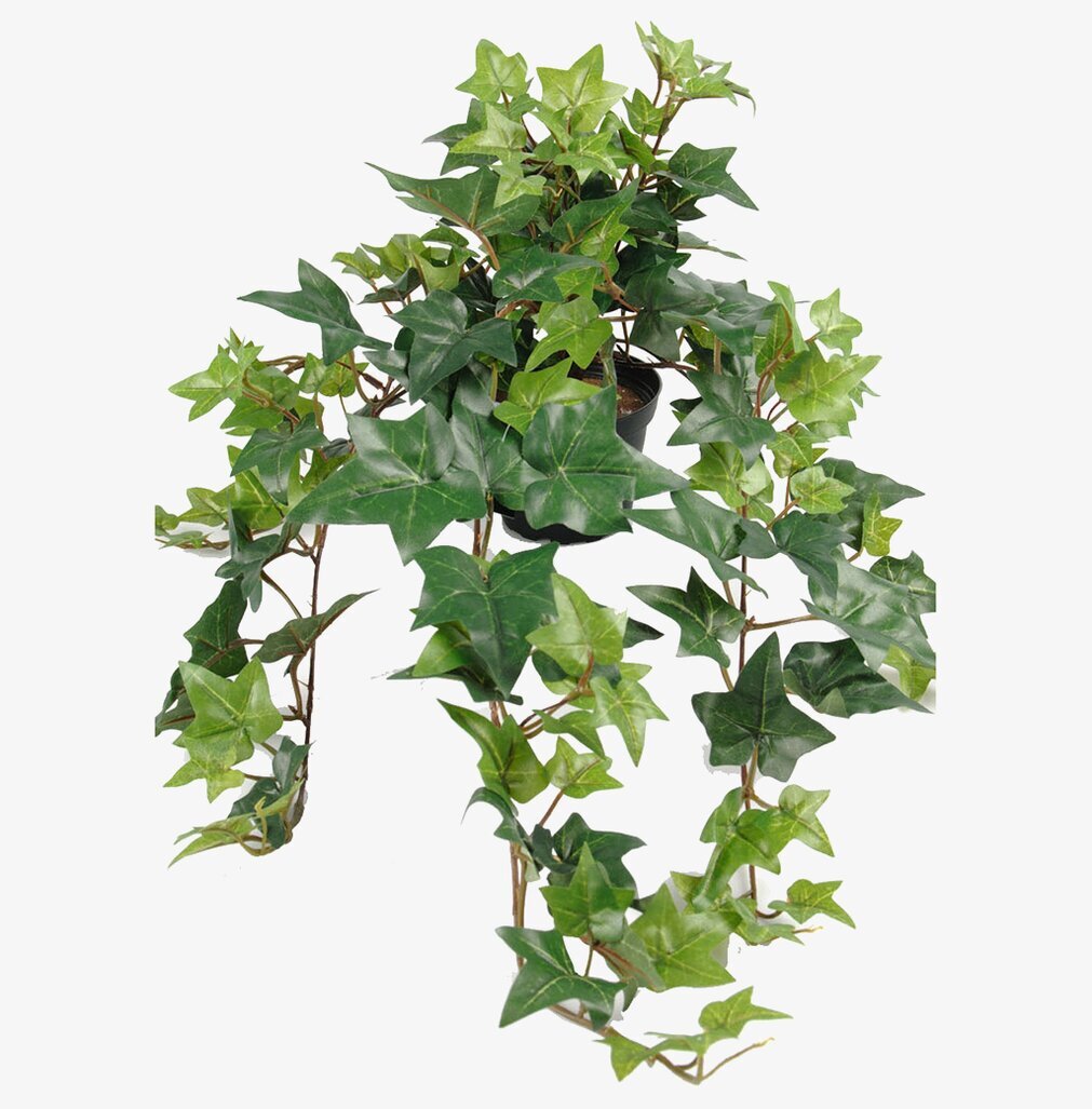 Murgröna I Kruka 60cm från Mr Plant i svart plastkruka