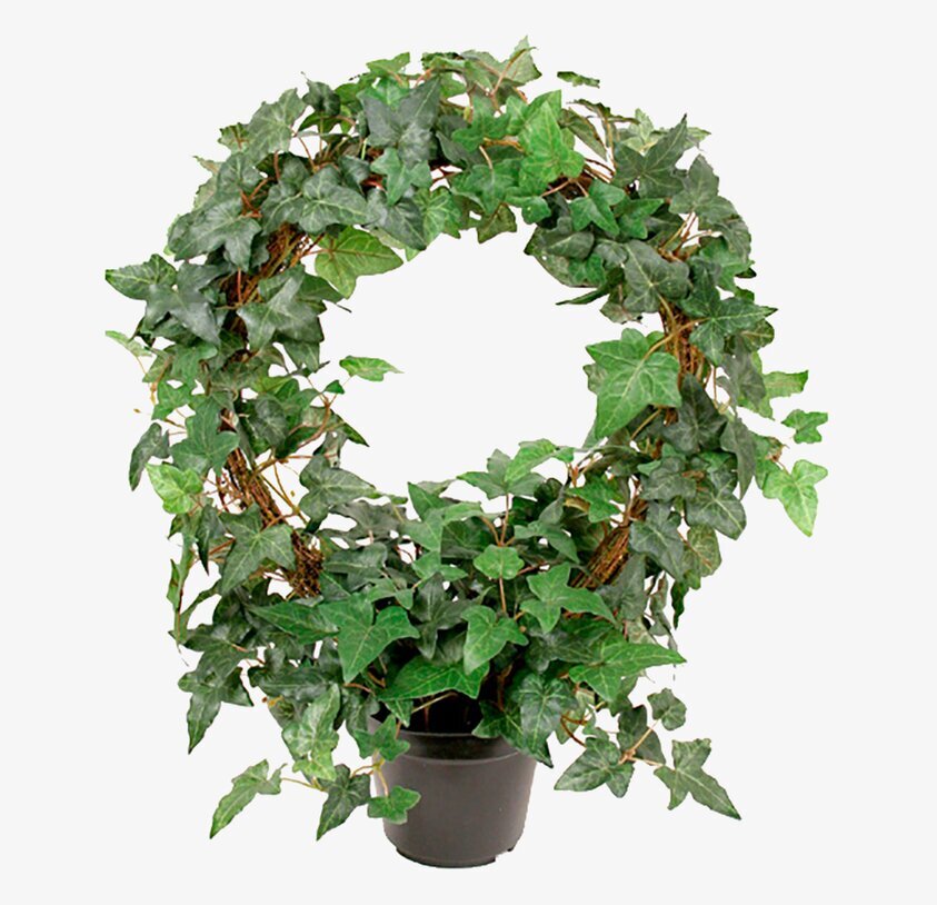 Murgröna Båge Kruka från Mr Plant med realistiska blad