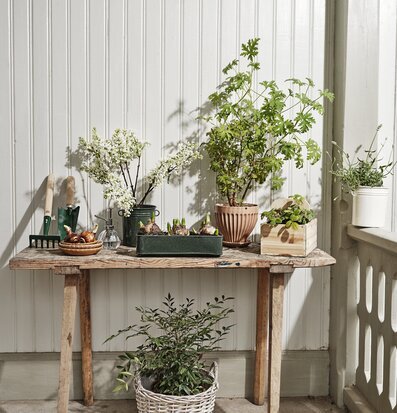 Bild av charmigt grönt arrangemang i hemtrevlig miljö