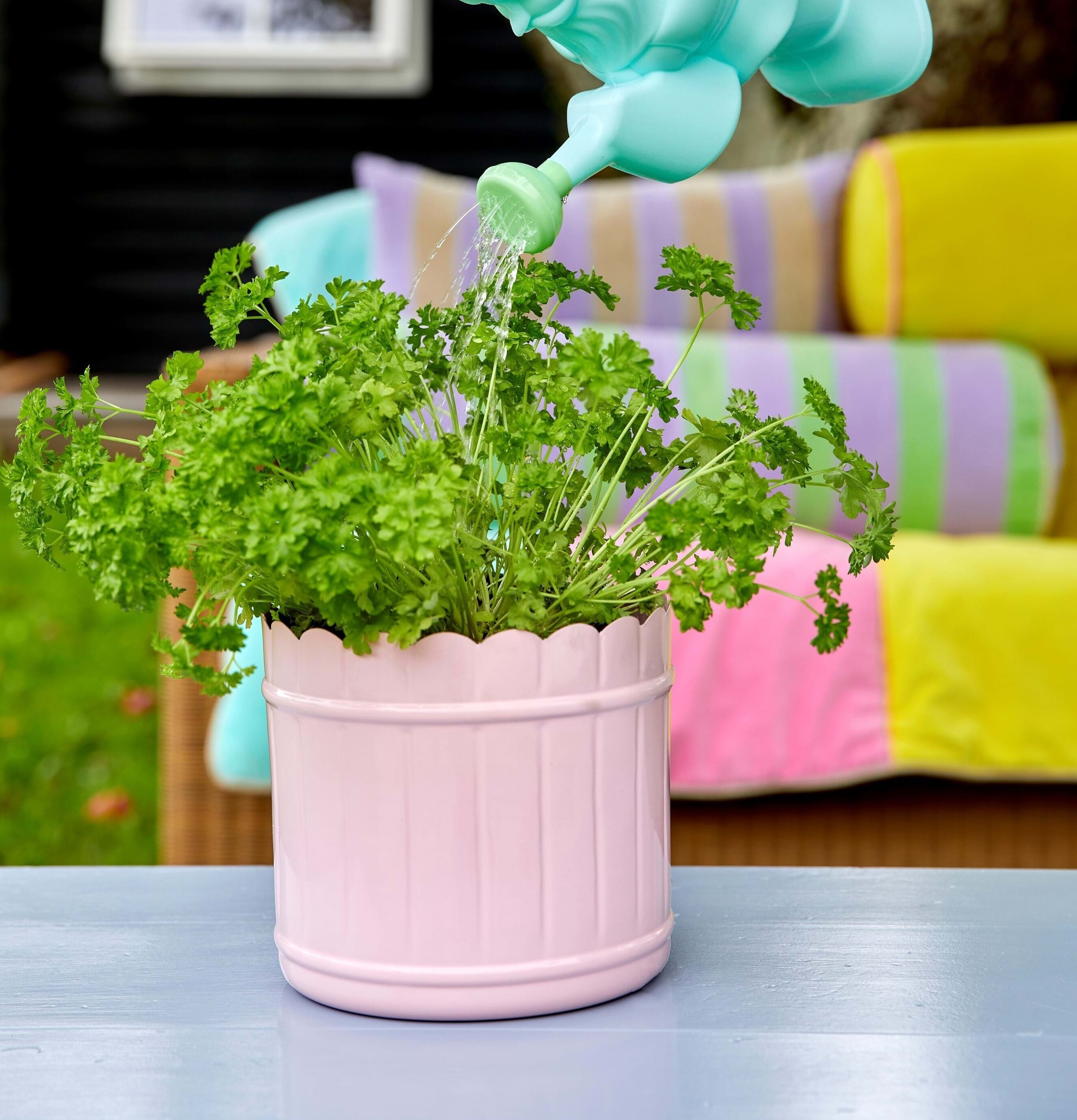 Blomkruka Ballet Slipper Pink Stor från Rice med persilja