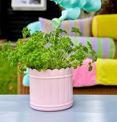 Blomkruka Ballet Slipper Pink Stor från Rice med persilja
