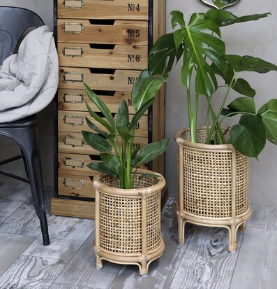 Kruka Rotting Fransk Flätning Stor Liten Chic Antique Krukor Örtkrukor Glaskrukor