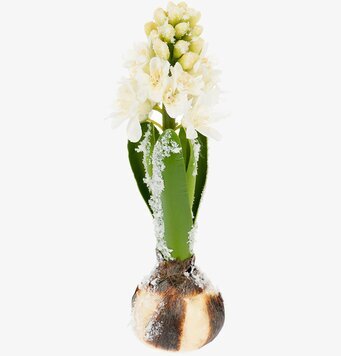 Vit Hyacint från Mr Plant med realistiska vita blommor