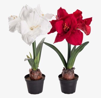 Amaryllis Mix från Mr Plant med vita och röda blommor