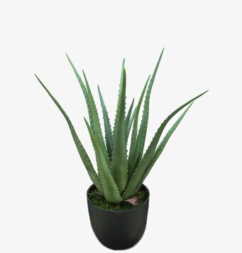 Aloe från Mr Plant i svart kruka med naturtrogna detaljer