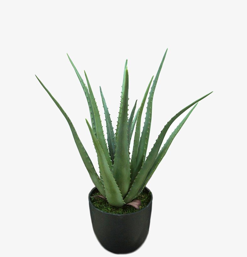 Aloe från Mr Plant i svart kruka med naturtrogna detaljer