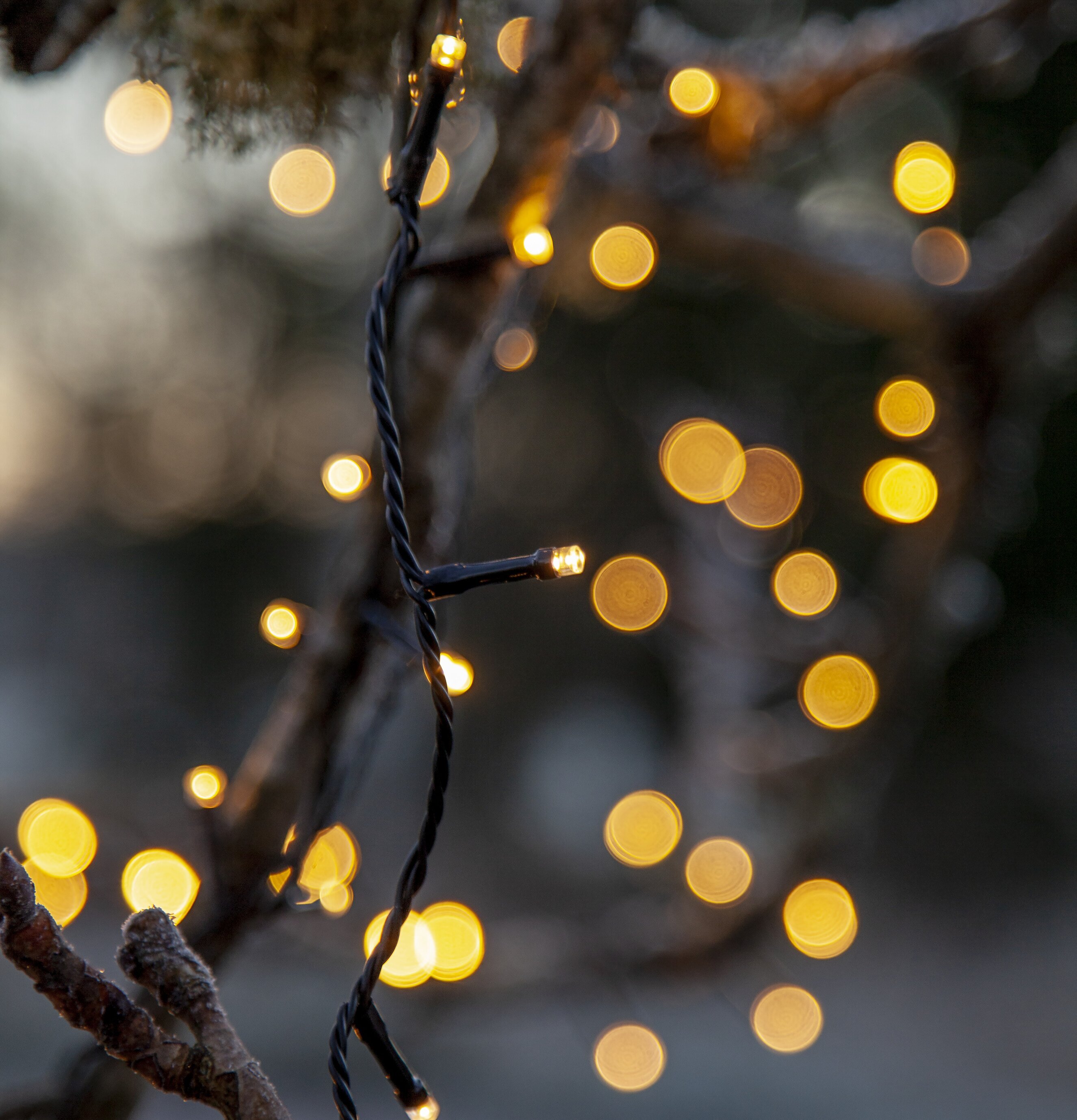 Ljusslinga Flashy 100 LED, 7 Meter från Star Trading i träd