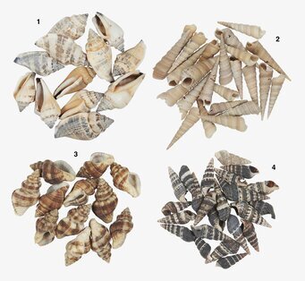 Snäckskal från IB Laursen i fyra distinkta uppsättningar