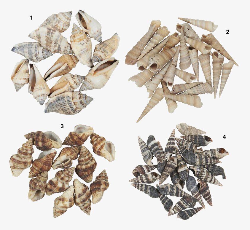 Snäckskal från IB Laursen i fyra distinkta uppsättningar