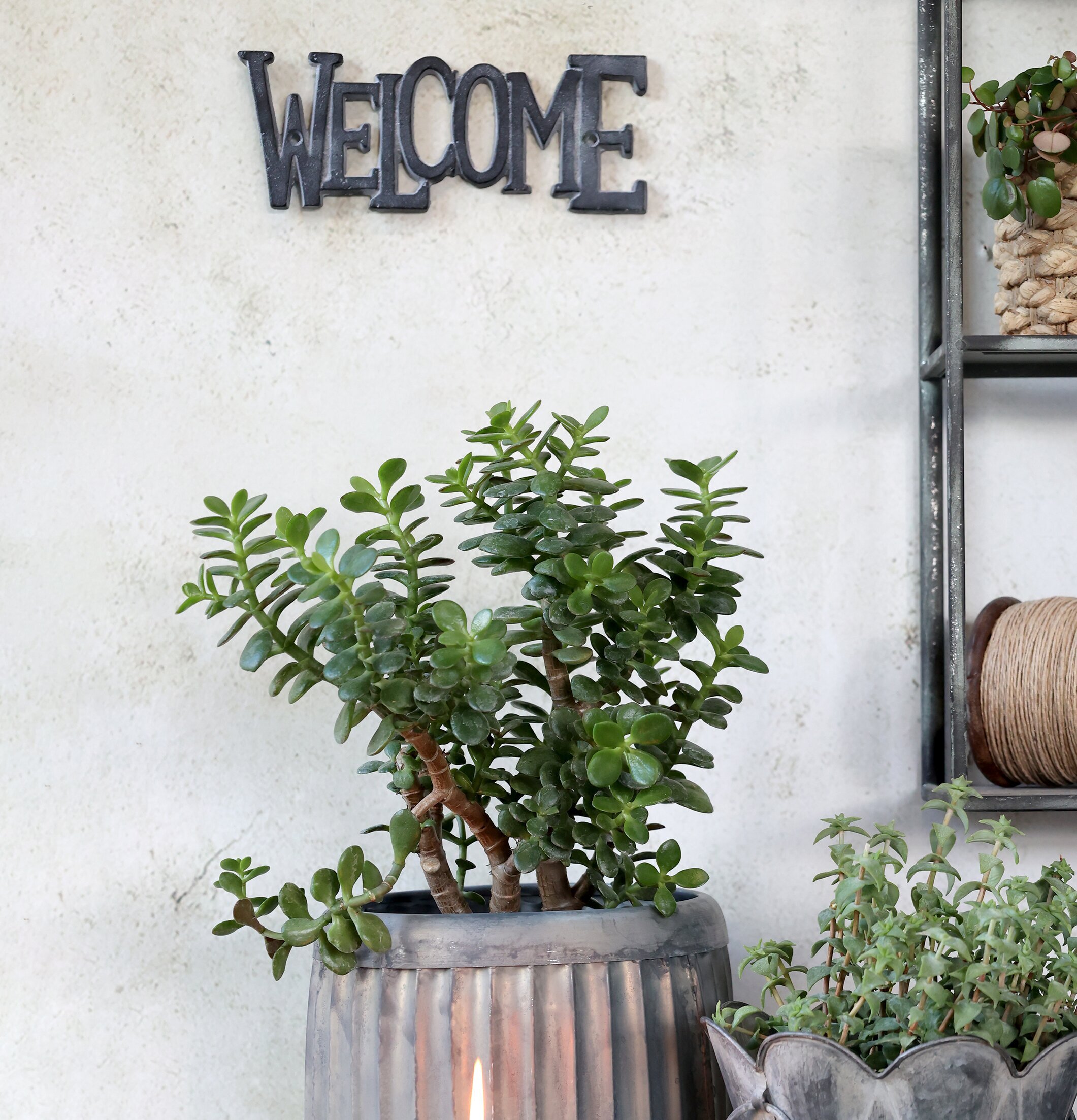 Skylt Welcome Antique Grå från Chic Antique med växter